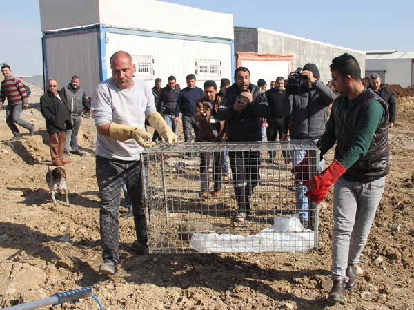 Nesli tükenmekte olan saz kedisini kurtarma operasyonu