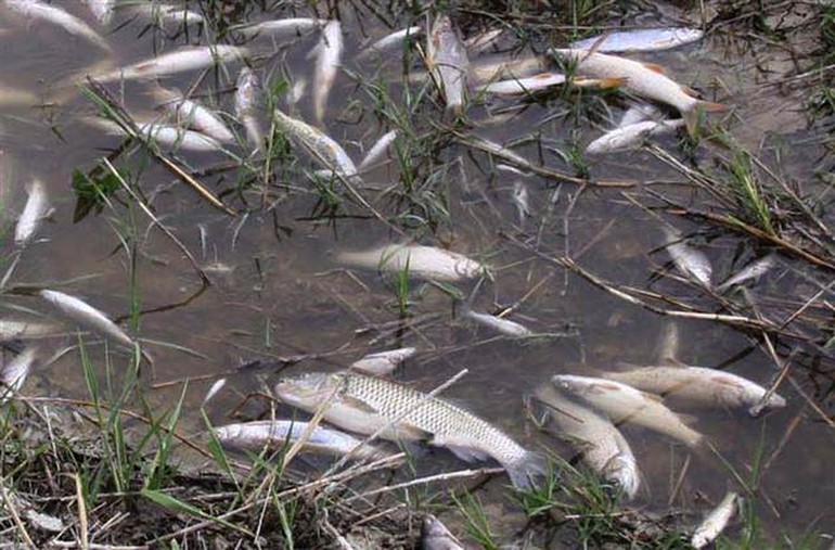 Porsuk Çayında toplu balık ölümleri araştırılıyor