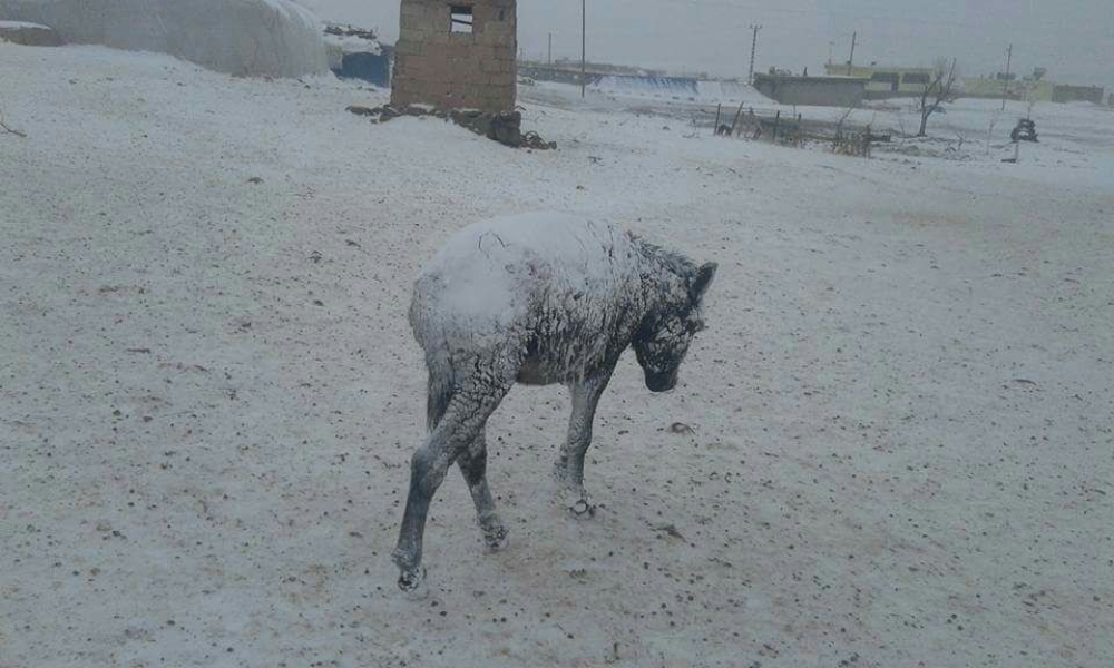 Soğuk havada dışarıda kalan eşekler dondu