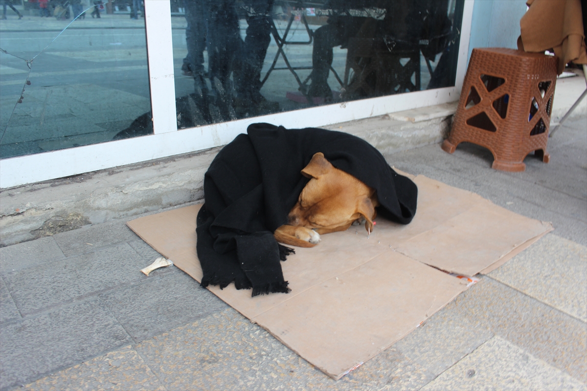 Sokak hayvanlarına soğukta battaniyeli önlem