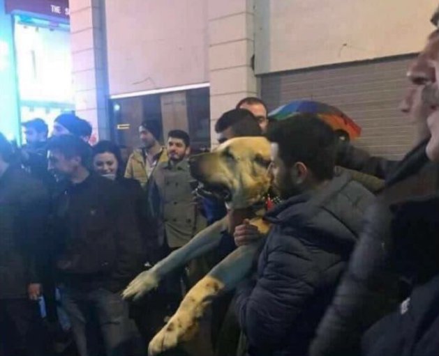 Hollanda Konsolosluğu önüne Kangal getirdiler