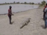 Burkina Faso’da timsahlar ve insanlar iç içe yaşıyor